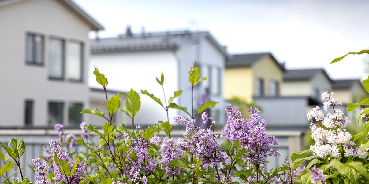 In the front, a common lilac. In the back, a row of detached houses.