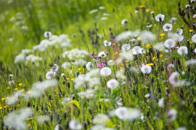 Flowers blooming on a meadow