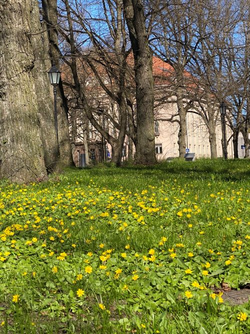 Maisema keväisestä Tartosta, keltaisia kukkia vihreällä nurmella.