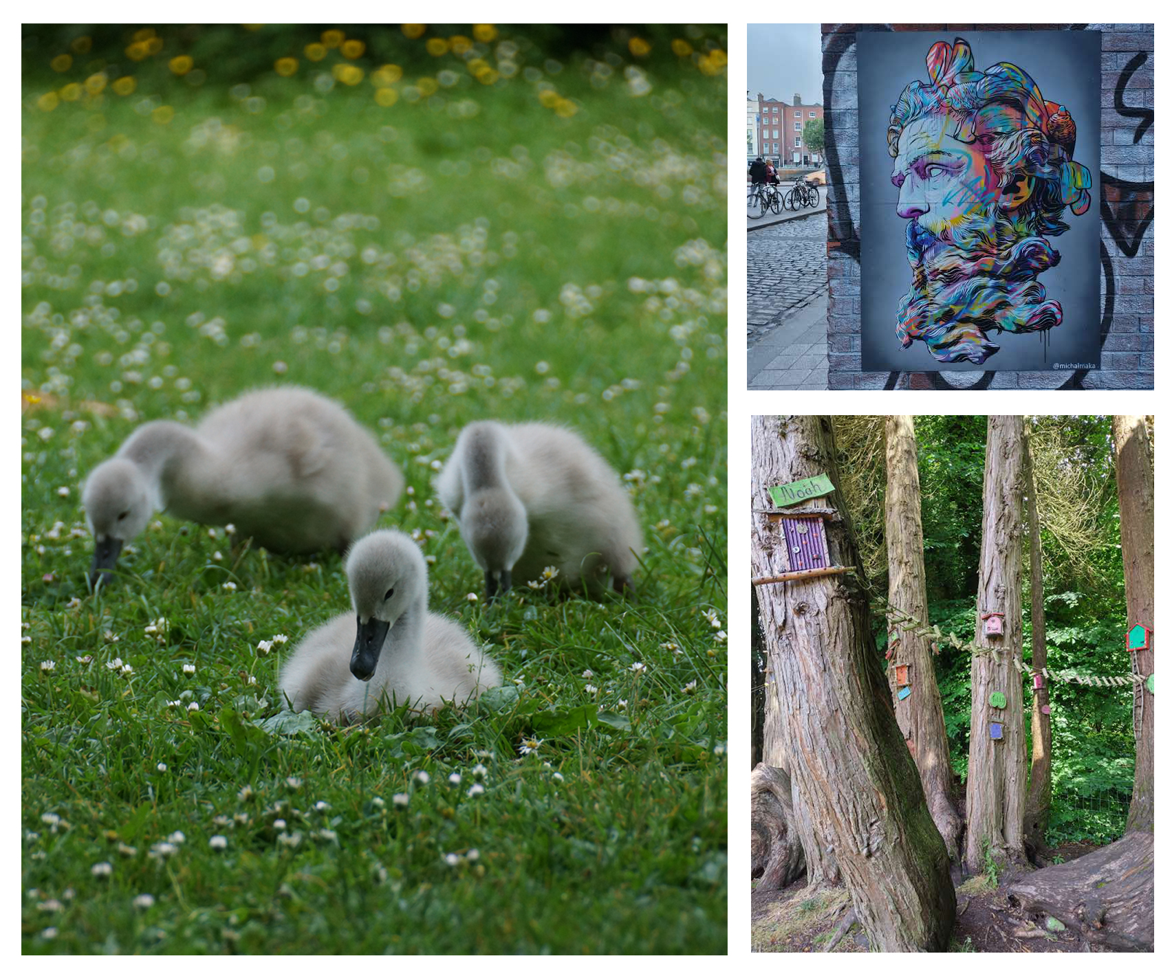 Joutsenen poikasia, puita joissa värikkäitä linnunpönttöjä ja katutaidetta seinässä.