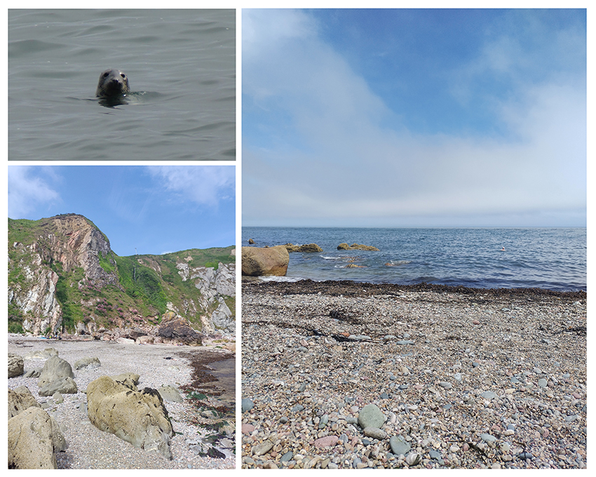 Rantakallioita, kivistä merenrantaa ja hylje uimassa.