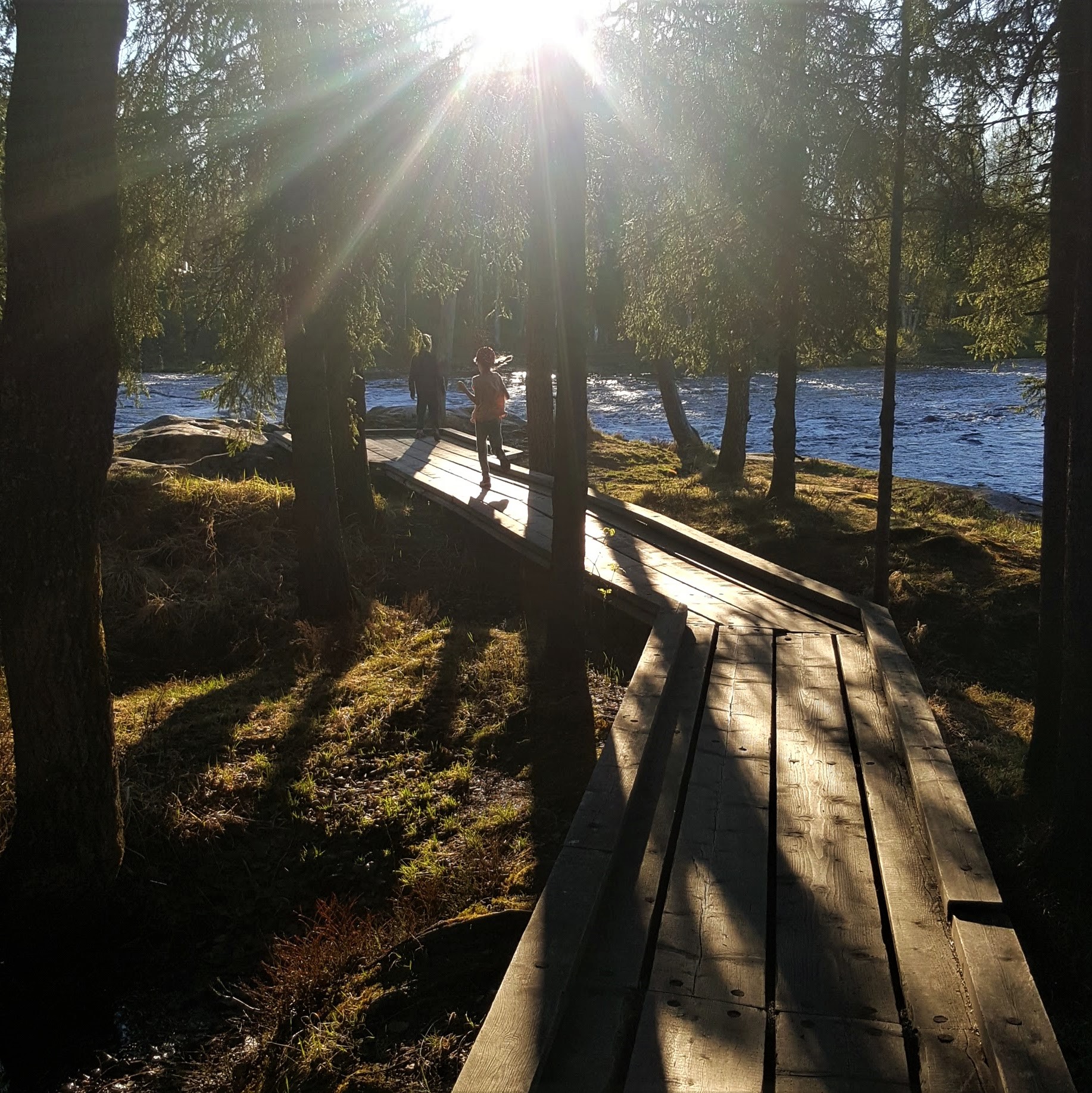 Lapsia juoksemassa pitkospuilla Koitelissa.