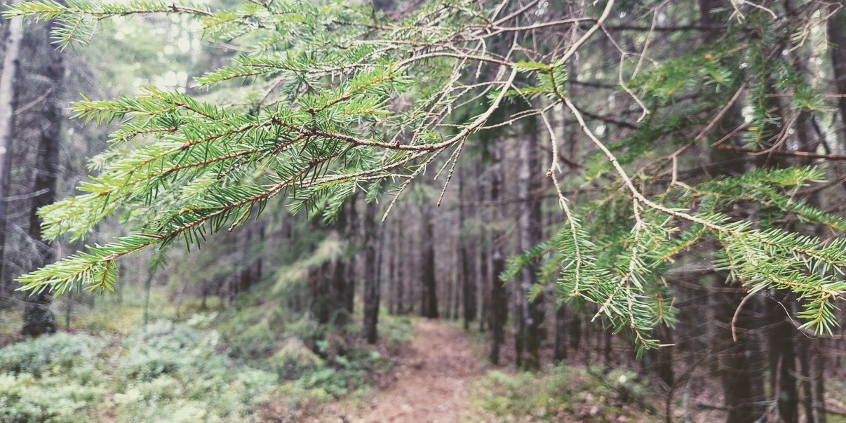 Polku, joka kulkee kuusimetsässä