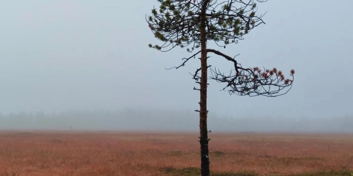 Suon yksinäinen mänty