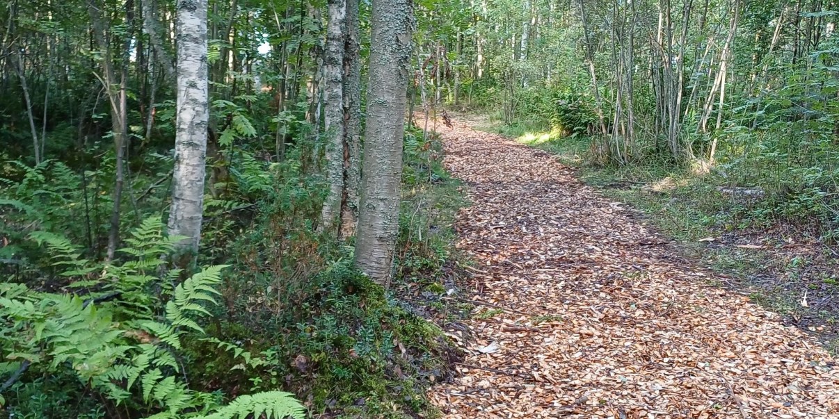 Leveä polku metsän keskellä.