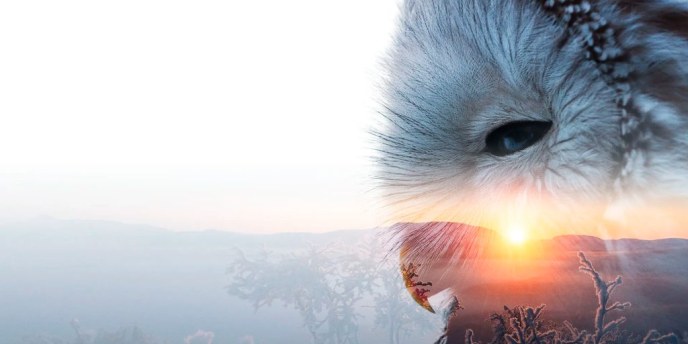 Madetojan salin elokuvakonsertti Tunturin tarina kertoo Lapin luonnosta