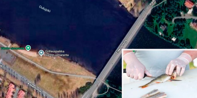 Valtakunnallista kalastuspäivää juhlitaan Värtön rannassa Oulussa keskiviikkona 13. toukokuuta