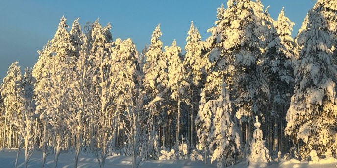 Pohjois-Pohjanmaan uusi metsäohjelma on julkaistu – tavoitteena metsien kasvu ja monimuotoisuus