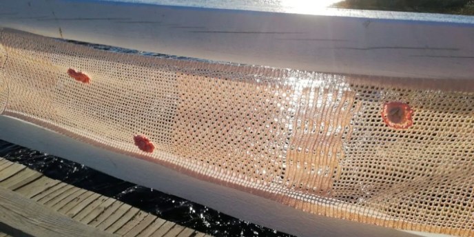 Monivaiheinen romanikulttuurifestivaali Marakni mukana Oulu2026-kulttuuripääkaupunkivuoden kesässä