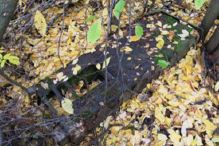 Maastossa keltaisten lehtien seassa olevaa ruskeaa romua