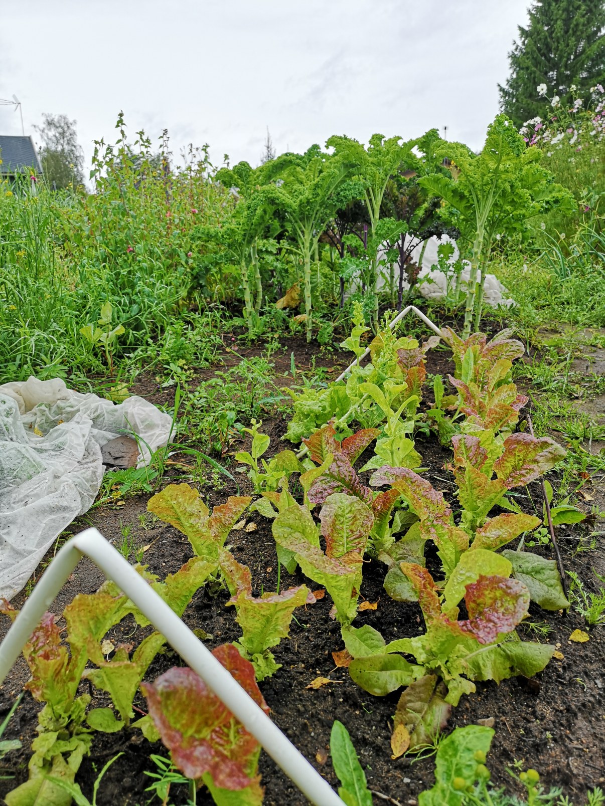 Salaatti ja lehtikaali palstalla
