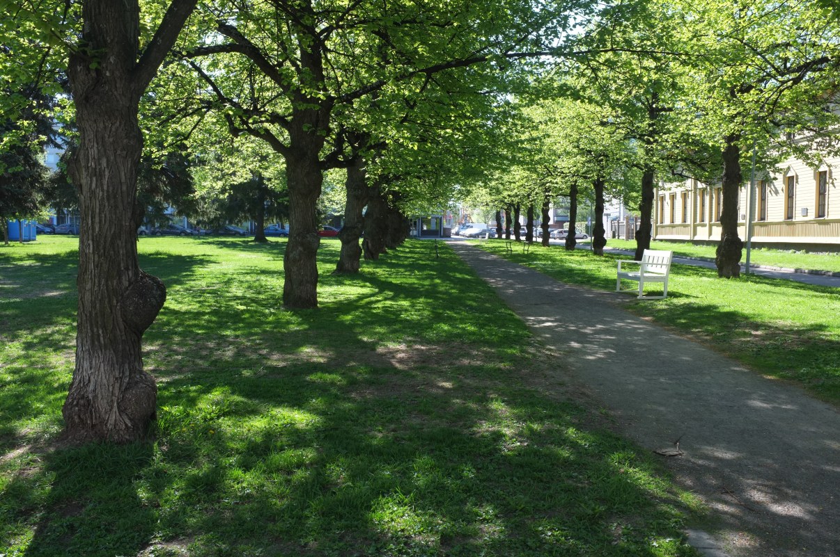 Trees in Heinätori park