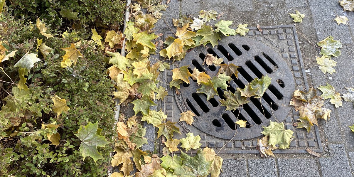Gutter inlet grate and autumn leaves.