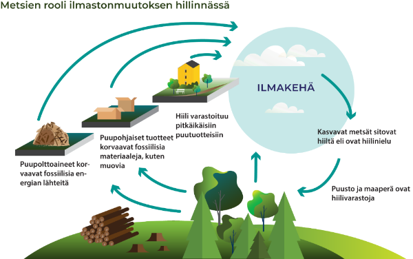 Piirroskuvassa kuvataan nuolilla hiilen kiertoa metsästä ilmakehään ja takaisin.