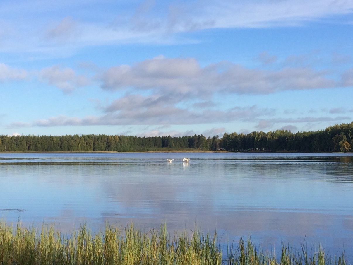 Picture of Kuivasjärvi and two swans