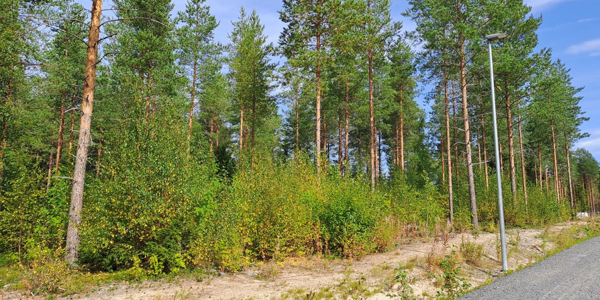 Kuva, Vesalanmäen leikkipaikka.