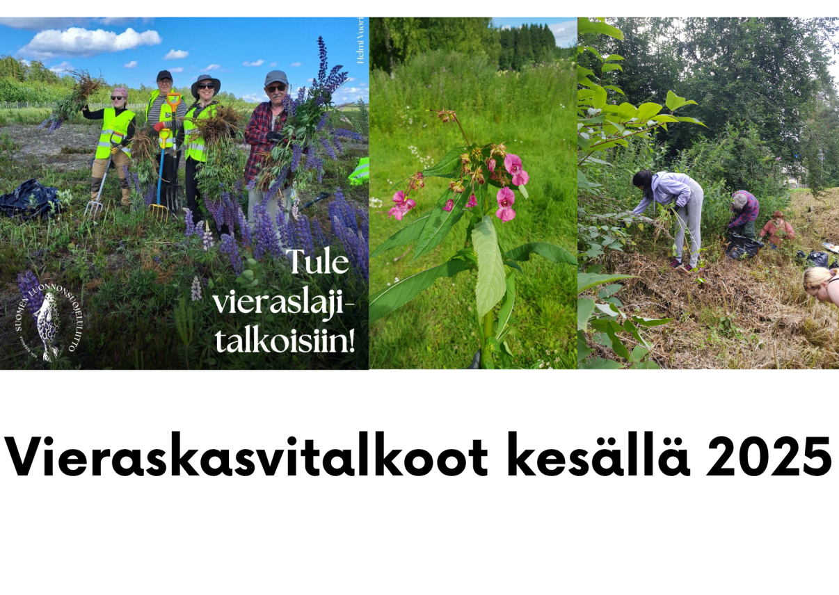 Tule vieraslajitalkoisiin kesällä 2025