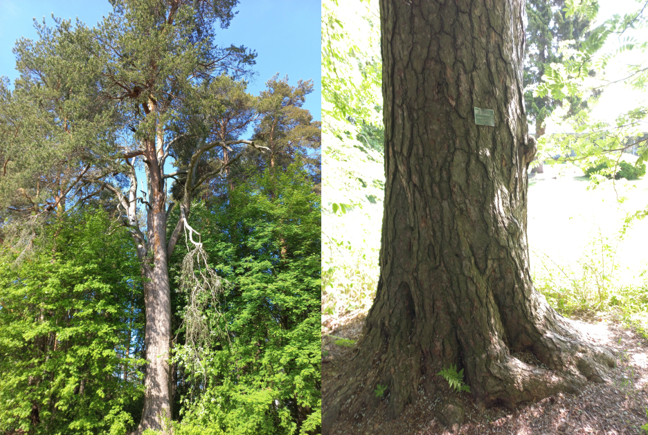 Taskilan suolamänty