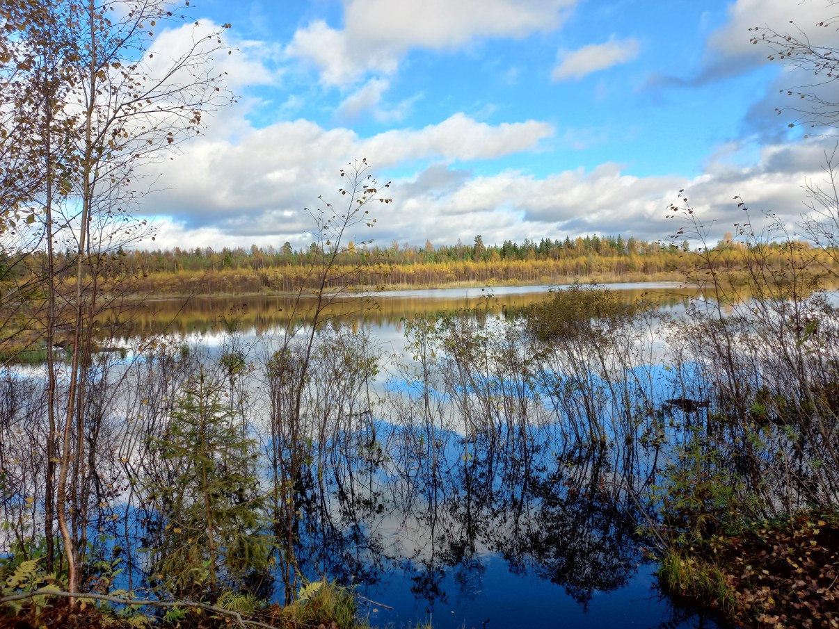 Kosteikko Turvesuolla