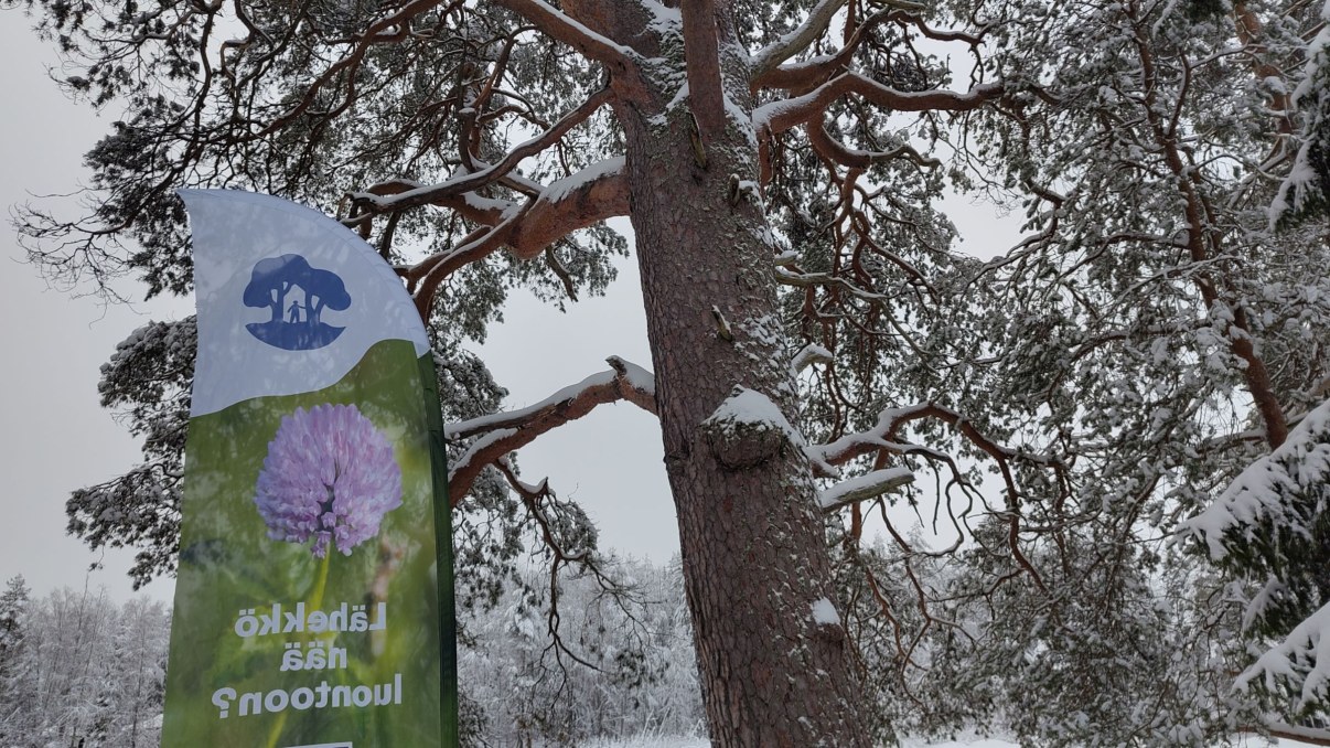 Koitelin luminen maisema Lähekkö nää luontoon -retkeltä marraskuussa 2025