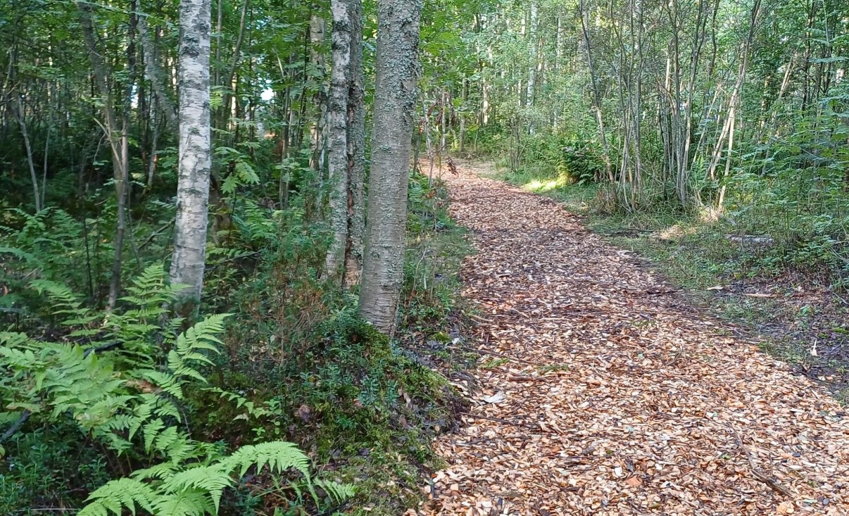 Metsässä leveä polku, joka on päällystetty hakkeella.