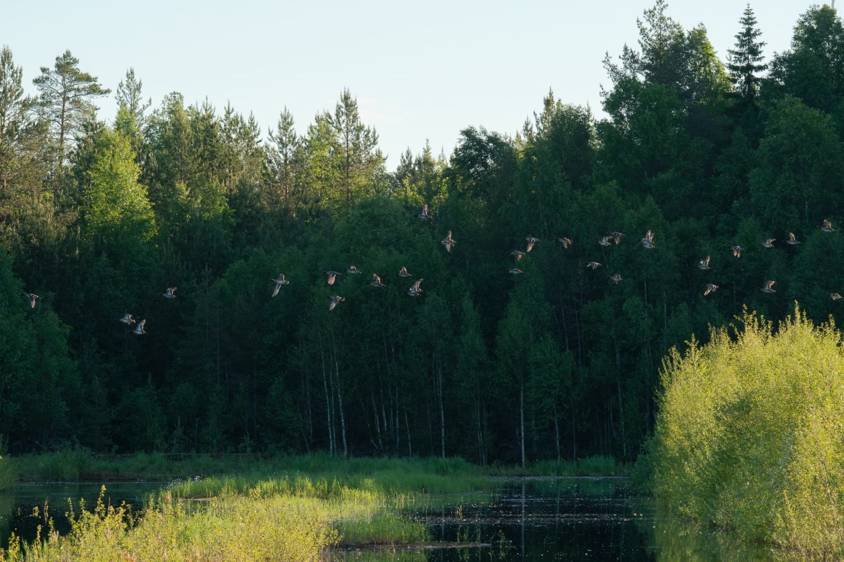 Tavit lennossa Turvesuon kosteikolla