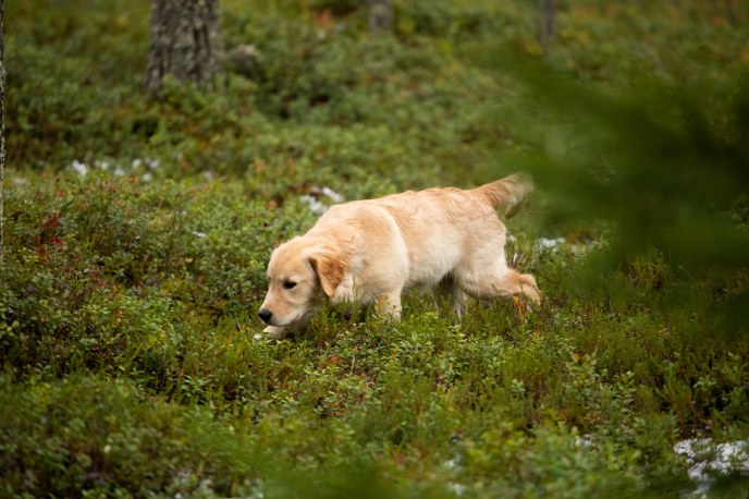 A puppy walking in a forest