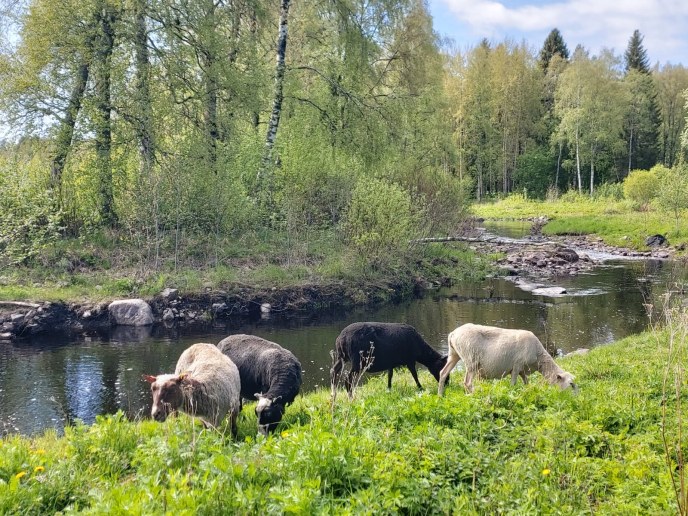 Lampaat laiduntamassa Haukiputaan Asemakylällä.